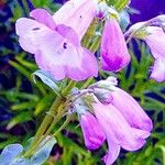 Penstemon campanulatus Flower