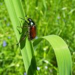 Milium effusum Lehti