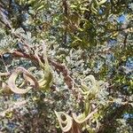 Acacia tortilis Hoja