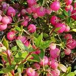 Gaultheria mucronata Fruto