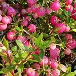 Gaultheria mucronata Frucht