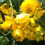 Senna spectabilis Flower