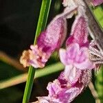 Orthosiphon parvifolius Квітка
