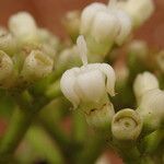Psychotria succulenta Çiçek