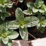 Mentha × piperita Feuille