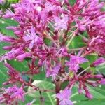 Fuchsia paniculata Leaf