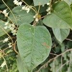 Reynoutria japonica Fulla