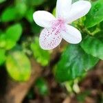 Pseuderanthemum maculatumŽiedas