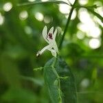 Andrographis paniculata Çiçek