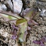 Pinguicula longifolia Hoja