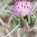 Centaurea bruguieriana Kvet