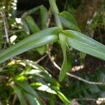 Epidendrum acunae Кара