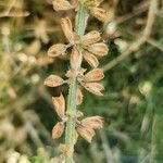 Salvia virgata Fruit