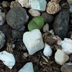 Lithops pseudotruncatella Leaf