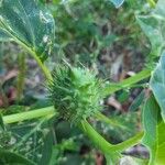 Datura stramoniumVrucht