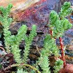 Sedum moranense Leaf
