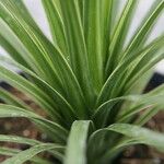 Cordyline indivisa পাতা