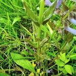 Scutellaria hastifolia Hoja