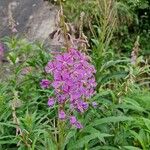 Epilobium angustifoliumFlower