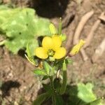 Cleome viscosa Кветка