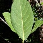 Cleidion velutinum Feuille