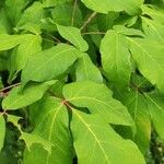 Acer triflorum Frunză