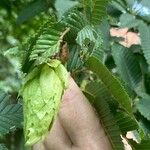 Carpinus japonica Fruit