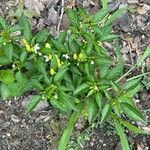 Capsicum frutescens Лист