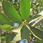 Elaeodendron transvaalense Hostoa