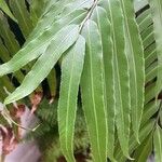 Stenochlaena tenuifolia ഇല