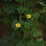 Momordica charantia Blomma