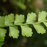 Asplenium viride Yaprak