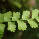 Asplenium viride Levél