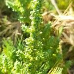 Chenopodium multifidum Flower