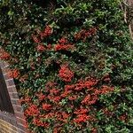 Pyracantha crenulata Συνήθη χαρακτηριστικά