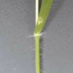Danthonia decumbens List