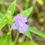 Galeopsis ladanum Fiore