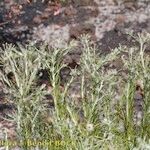 Phagnalon umbelliforme Habitus