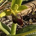 Ophrys lupercalis Mosusu