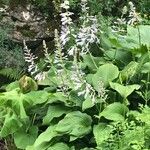 Hosta longipes Квітка