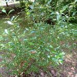 Salix waldsteiniana Elinympäristö