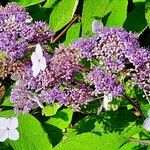 Hydrangea aspera Λουλούδι