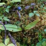 Clintonia borealis Fruit