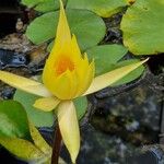 Nymphaea mexicana Floare