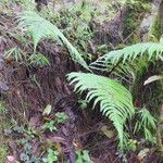 Dryopteris wallichiana Habitus