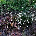Asphodelus ramosus Tervik taim