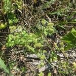 Sanicula canadensis Fruit