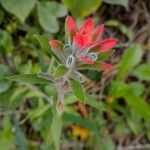 Castilleja applegatei Leaf