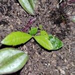 Quercus fusiformis Leaf