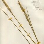 Elymus repens Hábito